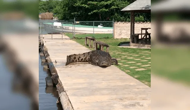 Desliza las imágenes para ver al gran cocodrilo emerger de las aguas de un río para tomar el sol. Foto: captura de YouTube