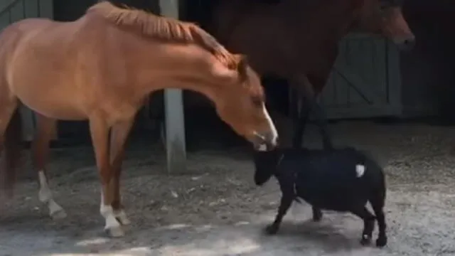 YouTube: caballo piensa que es el papá de una cabra y no te imaginas todo lo que hacen juntos