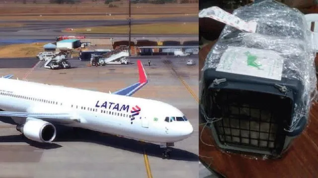 Grupo animalista apoya a pasajera que denunció a Latam Airlines por perder a su mascota