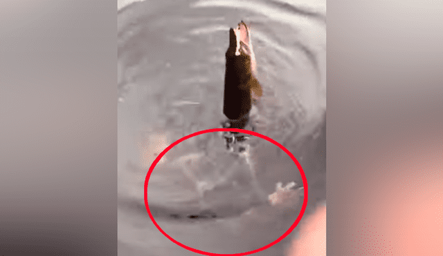 Un pescador publicó un video viral de YouTube tras disputarse un pescado con una misteriosa criatura que surgió de las profundidades para arrebatarle su presa.