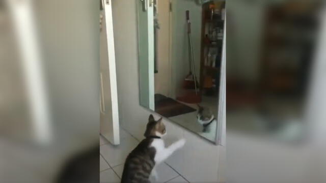 Facebook: Gato fan de ‘Jonathan Maicelo’ tiene combate con su reflejo y final es inesperado