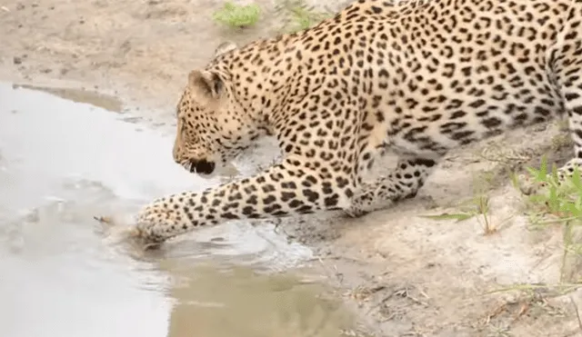 Hambriento leopardo juega con su presa antes de comérsela, comete error y se le escapa [VIDEO] 