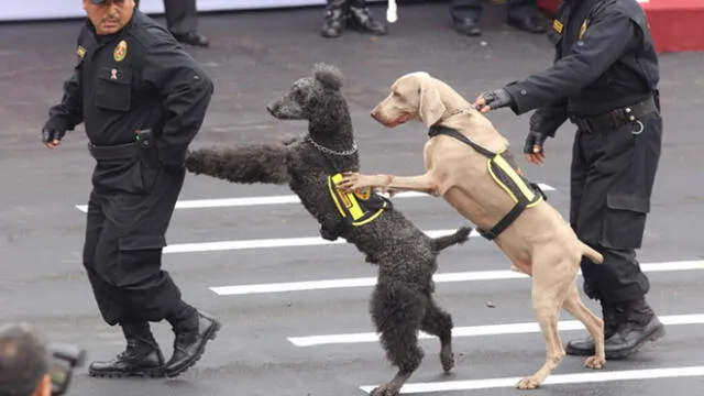 Perros están entrenados en varias especialidades para atender emergencias. (Foto: La República)