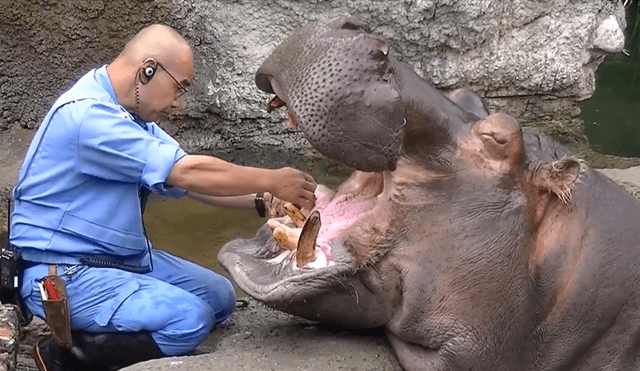 Facebook: hombre arriesga su vida para asear a hipopótamo y este fue el resultado [VIDEO]