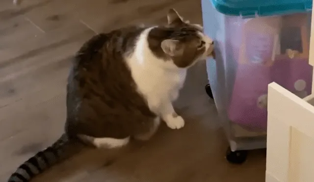 Facebook viral: gato obeso es puesto a dieta y tiene dramática reacción al ver comida