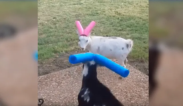 En Facebook, una mujer quería terminar con los fuertes enfrentamientos de sus cabras y tuvo una creativa idea.