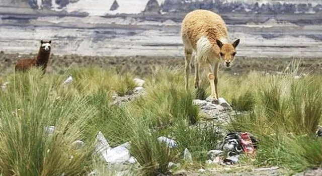 Animales de reserva natural de Arequipa tienen que vivir entre la basura 