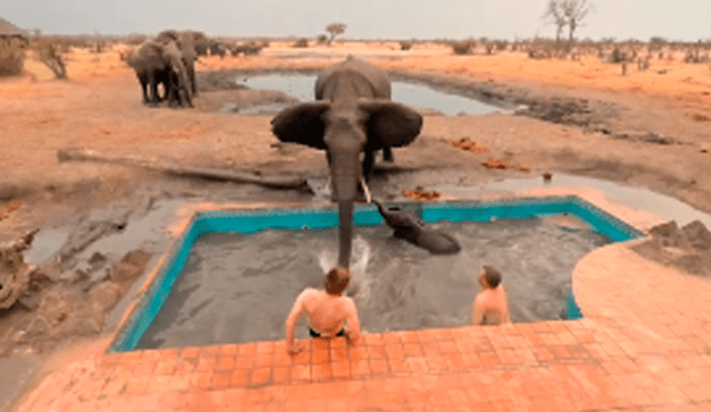 El elefante atacó en varias ocasiones a los valientes hombres que intentaron empujar al pequeño para que salga de la pileta. Foto: captura.