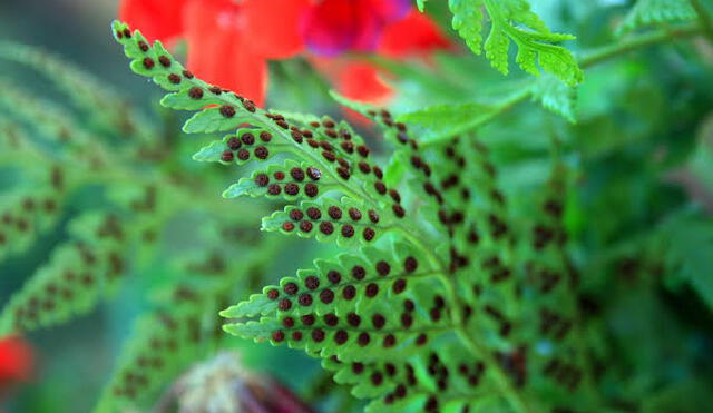 Briofitas Herbáceas. Foto: Difusión