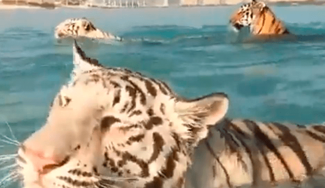 Vía Facebook: magnate de Dubai sacó a sus "gatitos" para que se bañen en la playa