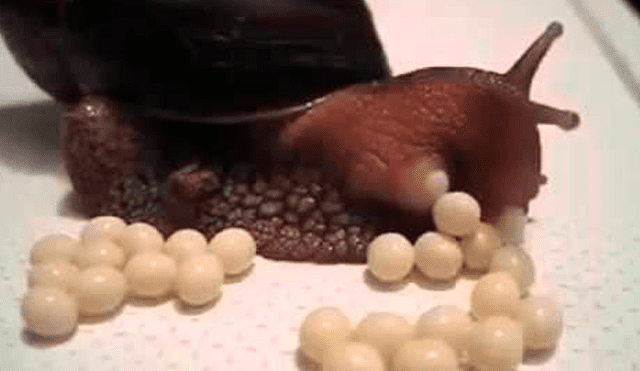 YouTube: Registran el increíble momento en que caracol pone huevos