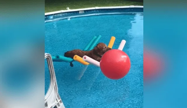 Un perro mostró una insólita actitud al meterse a la piscina de su casa. Foto: Facebook