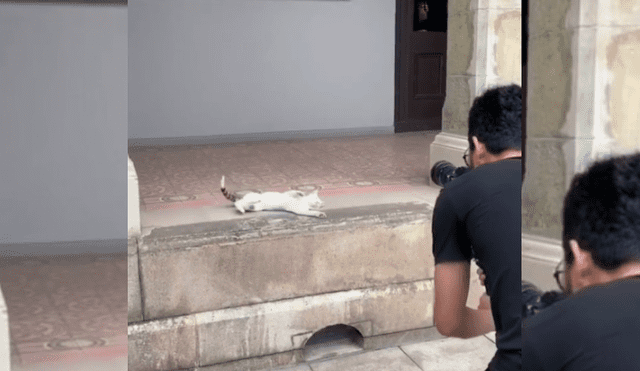 Video es viral en TikTok. Fotógrafo compartió la graciosa pose que hizo el pequeño gato tras darle indicaciones para sacarle una fotografía.