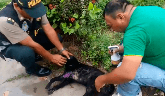 Tumbes: policías rescatan a perrito malherido [VIDEO]
