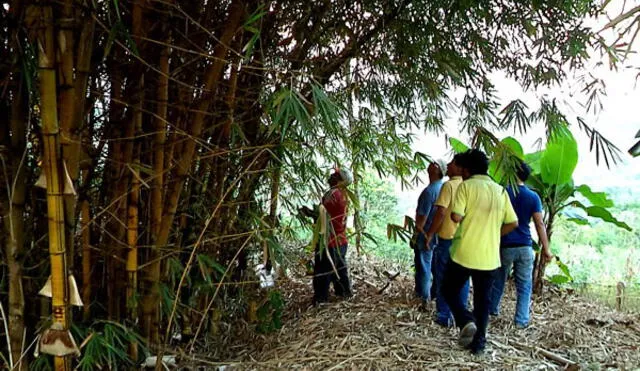 Promueven plantaciones de bambú para mitigar efectos del cambio climático   