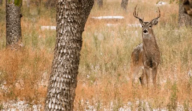 Adolescentes matan a ciervo a patadas y le arrancan su asta; son acusados de crueldad animal [VIDEO] 