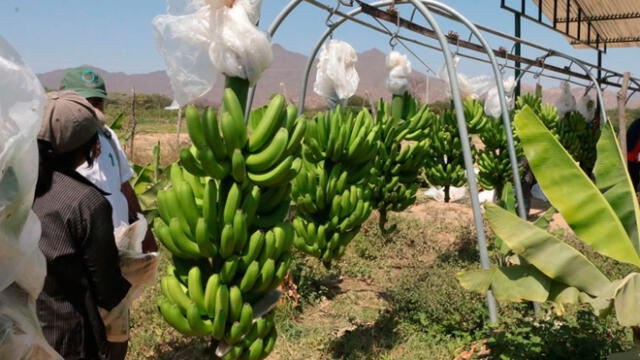 Minagri brinda asesoría a los productores de banano orgánico de Tumbes