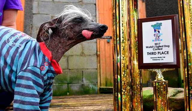 Facebook viral: muere el perro “más feo del mundo” y su dueña lo recuerda con épicos trofeos [FOTOS] 