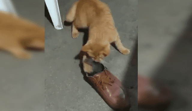 En Facebook, una joven grabó el momento que su gato puso a un indefenso ratón en unos zapatos para evitar que se fugue.