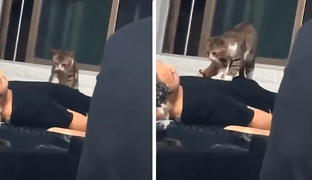 En Facebook, un travieso gato acompañó a su dueño al trabajo y sorprendió al dar cálidos masajes a las personas.