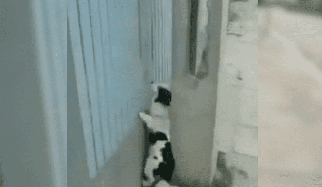 En Facebook, un joven captó el preciso instante que su perro se apoya en la pared para lograr entrar a la casa de su vecino.