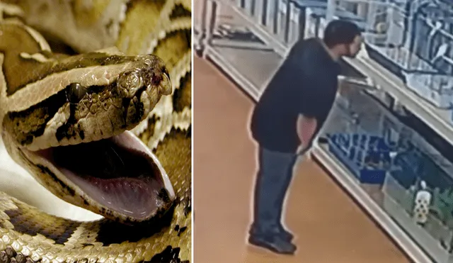 YouTube viral: un hombre ocultó en el lugar menos indicado a una serpiente que había robado  [VIDEO] 