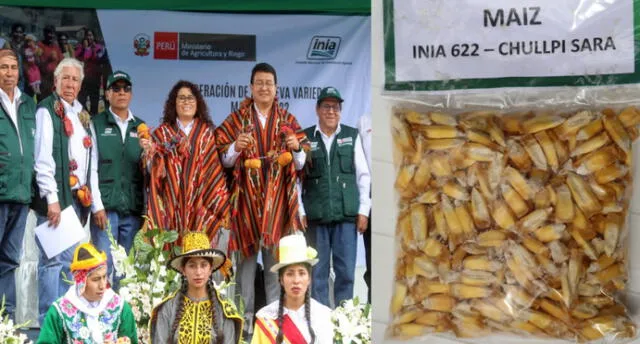 Agricultura entrega nueva variedad de maíz que duplicará producción en Cusco.
