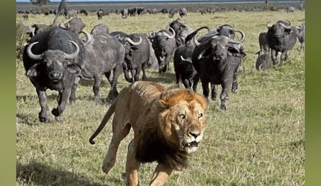 YouTube viral: Búfalo hace volar por los aires a hambriento león para salvar a su amigo [VIDEO]
