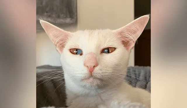 YouTube viral: gato que tiene los ojos de dos colores se vuelve 'influencer' por su extraña condición
