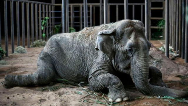 Ramba, la elefanta maltratada durante 40 años en los circos de Chile, falleció debido a un mal renal, según los veterinarios. Foto: Difusión