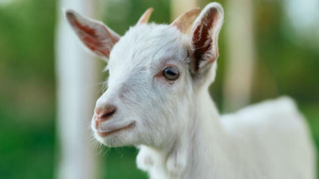 El cabrito había cruzado a una propiedad vecina. Fuente: foto referencial.