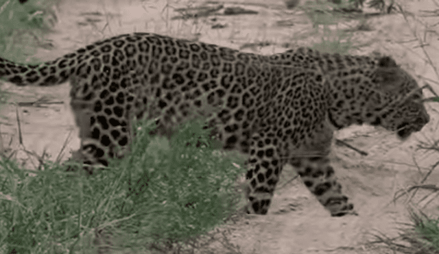YouTube viral: un leopardo le tendió trampa a marmota bebé y tuvo inesperado final [VIDEO] 