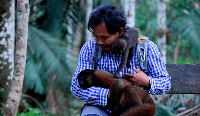Ya "van unos 800 monos rehabilitados", calcula Jhon Jairo, quien actualmente se ocupa de Maruja y cinco primates más. Foto: AFP