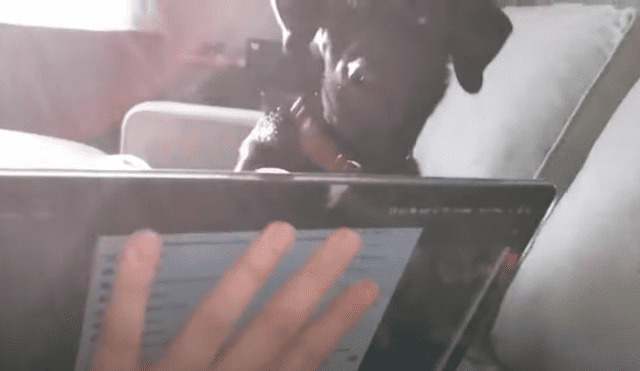 Video es viral en YouTube. La perra interrumpió a su propietaria mientras ella hacía teletrabajo, tratando de apagar su laptop para que juegue con él. Fotocaptura: YouTube