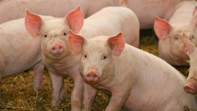 Los corazones de los cerdos y los humanos tienen similitudes anatómicas. Foto: Difusión.