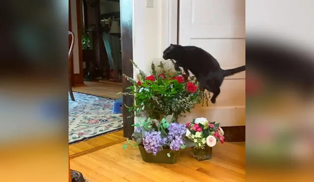 Desliza las imágenes para conocer las habilidades de un gato al brindar por un espacio de su vivienda. Foto: Instagram