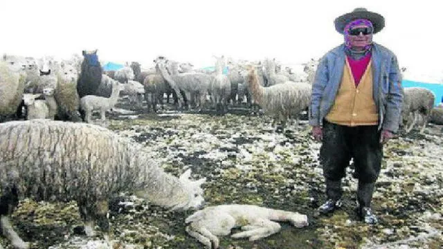 Moquegua: Reportan mortandad de alpacas en la comunidad de Pasto Grande