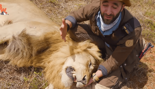 Turista se acerca a enorme león y graba sus enormes colmillos.