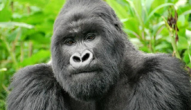 Un gorila que parece dar una charla es la nueva broma en Twitter [FOTO]