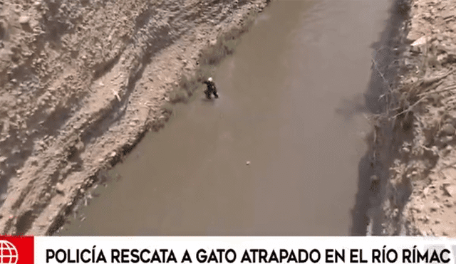 Policía Nacional rescató a gato ‘Moisés’ de las aguas del río Rímac [VIDEO]