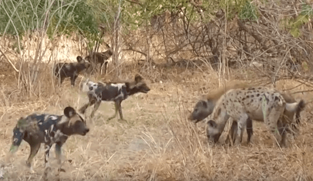 Hambrientas hienas le quitan presa a perros salvajes y estos se ‘vengan’ de la peor manera [VIDEO] 