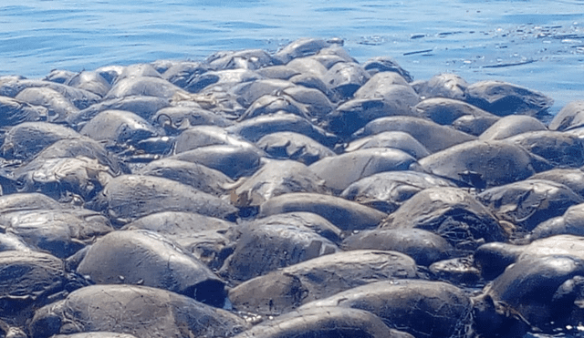 380 tortugas marinas murieron al caer en redes de pesca ilegales