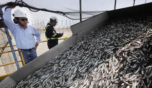 Produce: suspenden temporalmente la extracción de anchoveta 