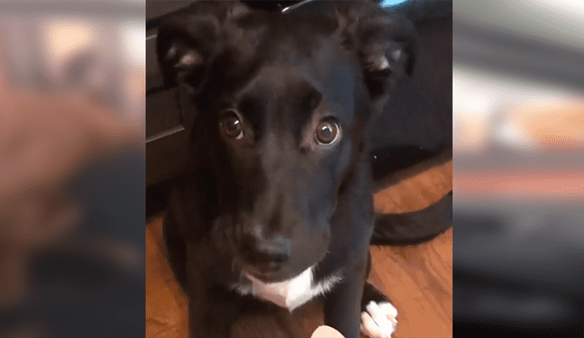 Facebook: perro no resistió el hambre y se metió por ventana de un restaurante de comida rápida [VIDEO]