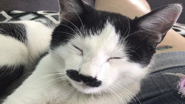Desliza para conocer a Alberto, el gatito con bigote que se parece a Hitler. Foto: Caters News Agency