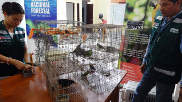 Rescatan aves silvestres cazadas ilegalmente en Piura 