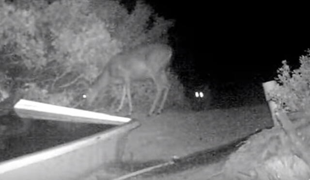 YouTube: El feroz ataque de un puma que dejó sin opciones a un distraído ciervo
