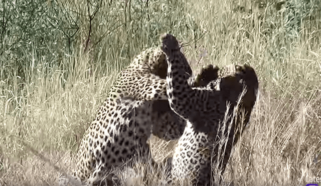 YouTube viral: leopardo lucha a muerte con rival, sin imaginar que su presa se le escaparía [VIDEO] 