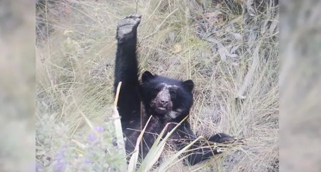 Guardaparques avistaron al oso andino cuando disfrutaba de su hábitat. Foto: Sernanp.