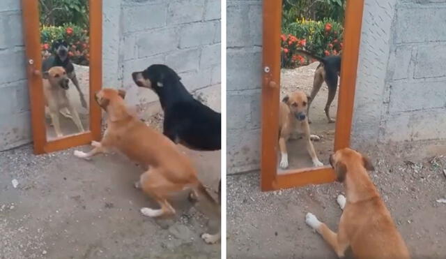Desliza las imágenes para conocer la acción de un perro cuando estuvo frente a un espejo por primera vez. Foto: captura de TikTok